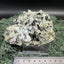 Prehnit  und Quarz Handstufe aus Hubei, China (290g) - hellgrüne Kristalle - crystal paradise