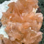 Stilbit Cluster gross auf Zeolith aus Indien (608g) - viele grosse Kristalle - crystal paradise