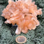 Stilbit Cluster Handstufe auf Zeolith aus Indien (147g) - viele grosse Kristalle - crystal paradise