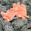 Stilbit Cluster Handstufe auf Zeolith aus Indien (100g) - viele grosse Kristalle - crystal paradise