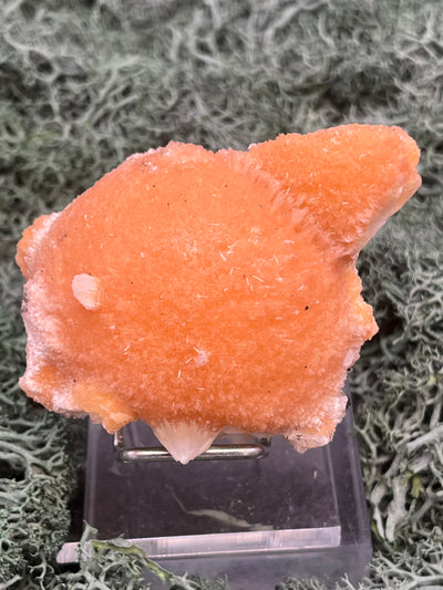 Thomsonit aus Indien (97g) - Stufe - leuchtend orange Farbe, schöne Kugelbildung - crystal paradise