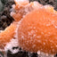 Thomsonit aus Indien (114g) - Stufe - leuchtend orange Farbe, schöne Kugelbildung auf Muttergestein - crystal paradise