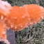 Thomsonit aus Indien (92g) - Stufe - leuchtend orange Farbe, mehrere schöne Kugelbildungen auf Muttergestein - crystal paradise