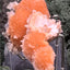 Thomsonit aus Indien (92g) - Stufe - leuchtend orange Farbe, mehrere schöne Kugelbildungen auf Muttergestein - crystal paradise