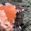 Thomsonit aus Indien (92g) - Stufe - leuchtend orange Farbe, mehrere schöne Kugelbildungen auf Muttergestein - crystal paradise