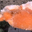 Thomsonit aus Indien (95g) - Stufe - leuchtend orange Farbe, auf Muttergestein - crystal paradise