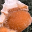 Thomsonit aus Indien (95g) - Stufe - leuchtend orange Farbe, auf Muttergestein - crystal paradise