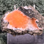 Thomsonit aus Indien (66g) - Stufe - leuchtend orange Farbe, schöne Kugelbildung auf Muttergestein - crystal paradise