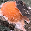 Thomsonit aus Indien (66g) - Stufe - leuchtend orange Farbe, schöne Kugelbildung auf Muttergestein - crystal paradise