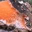 Thomsonit aus Indien (66g) - Stufe - leuchtend orange Farbe, schöne Kugelbildung auf Muttergestein - crystal paradise