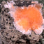 Thomsonit aus Indien (66g) - Stufe - leuchtend orange Farbe, schöne Kugelbildung auf Muttergestein - crystal paradise