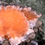 Thomsonit aus Indien (66g) - Stufe - leuchtend orange Farbe, schöne Kugelbildung auf Muttergestein - crystal paradise