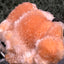 Thomsonit aus Indien (52g) - Stufe - leuchtend orange Farbe, schöne mehrere Kugelbildungen auf Muttergestein - crystal paradise