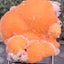 Thomsonit aus Indien (31g) - Stufe - leuchtend orange Farbe, schöne mehrere Kugelbildungen auf Muttergestein - crystal paradise