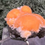 Thomsonit aus Indien (31g) - Stufe - leuchtend orange Farbe, schöne mehrere Kugelbildungen auf Muttergestein - crystal paradise