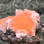 Thomsonit aus Indien (50g) - Stufe - leuchtend orange Farbe, schöne mehrere Kugelbildungen auf Muttergestein - crystal paradise