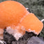 Thomsonit aus Indien (45g) - Stufe - leuchtend orange Farbe, schöne mehrere Kugelbildungen auf Muttergestein - crystal paradise