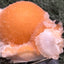 Thomsonit aus Indien (52g) - Stufe - leuchtend orange Farbe, schöne Kugelbildung auf Muttergestein - crystal paradise