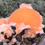 Thomsonit aus Indien (52g) - Stufe - leuchtend orange Farbe, schöne Kugelbildung auf Muttergestein - crystal paradise