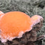 Thomsonit aus Indien (52g) - Stufe - leuchtend orange Farbe, schöne Kugelbildung auf Muttergestein - crystal paradise