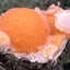 Thomsonit aus Indien (52g) - Stufe - leuchtend orange Farbe, schöne Kugelbildung auf Muttergestein - crystal paradise