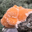 Thomsonit aus Indien (59g) - Stufe - leuchtend orange Farbe, schöne Kugelbildungen - crystal paradise