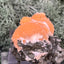 Thomsonit aus Indien (35g) - Stufe - leuchtend orange Farbe, schöne Kugelbildungen - crystal paradise