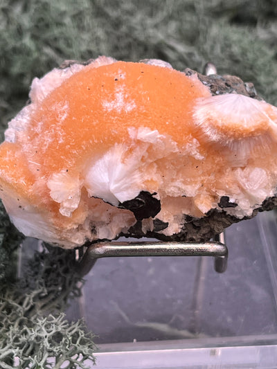 Thomsonit aus Indien (55g) - Stufe - leuchtend orange Farbe, schöne Kugelbildung - crystal paradise