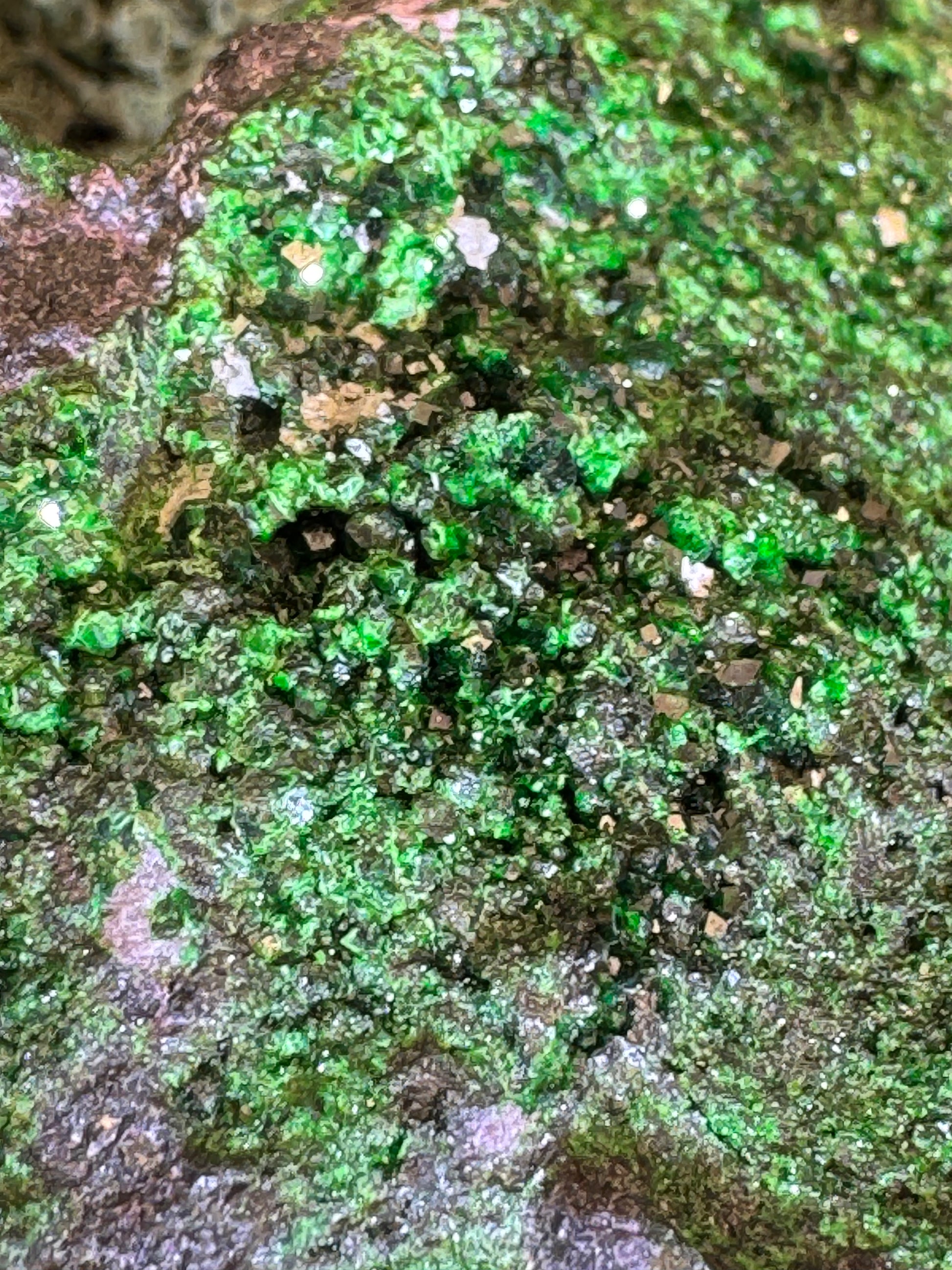 Uwarowit Handstufe aus dem Ural / Rußland (503g) - intensive grüne Kristalle - crystal paradise