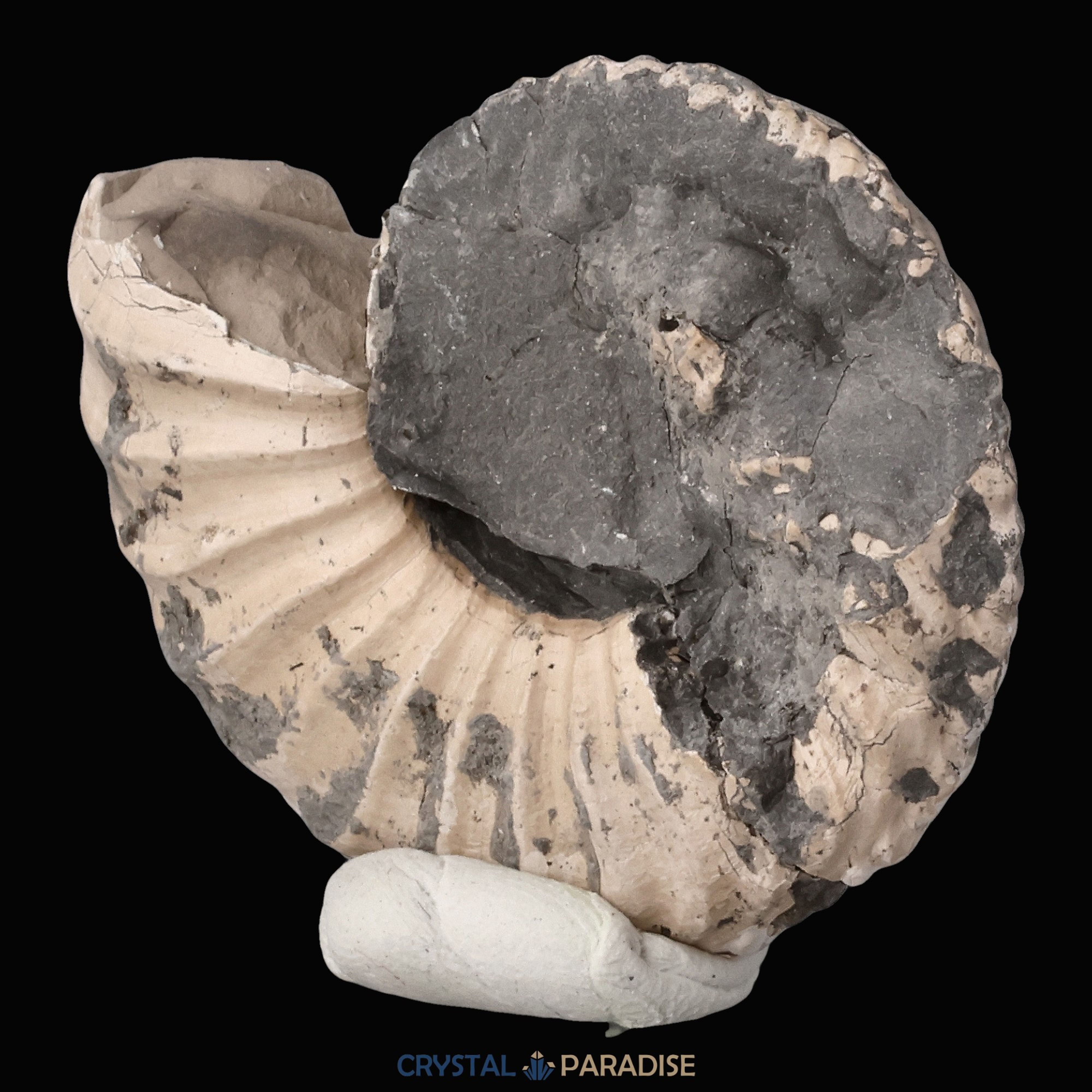 Ammonit aus der Oberpfalz 16g – Ansicht 8