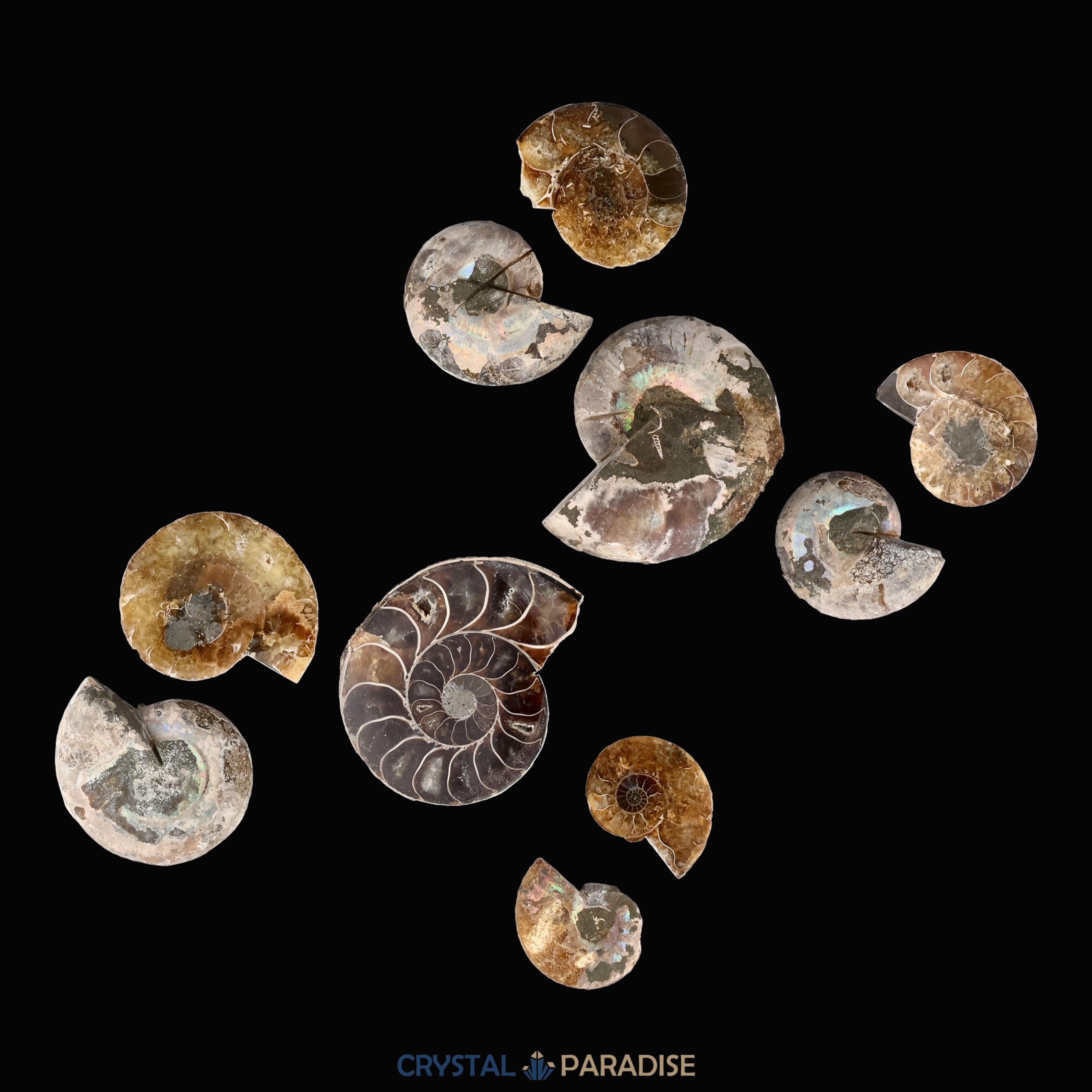 Ammoniten Paar aus Madagaskar poliert – Ansicht 14
