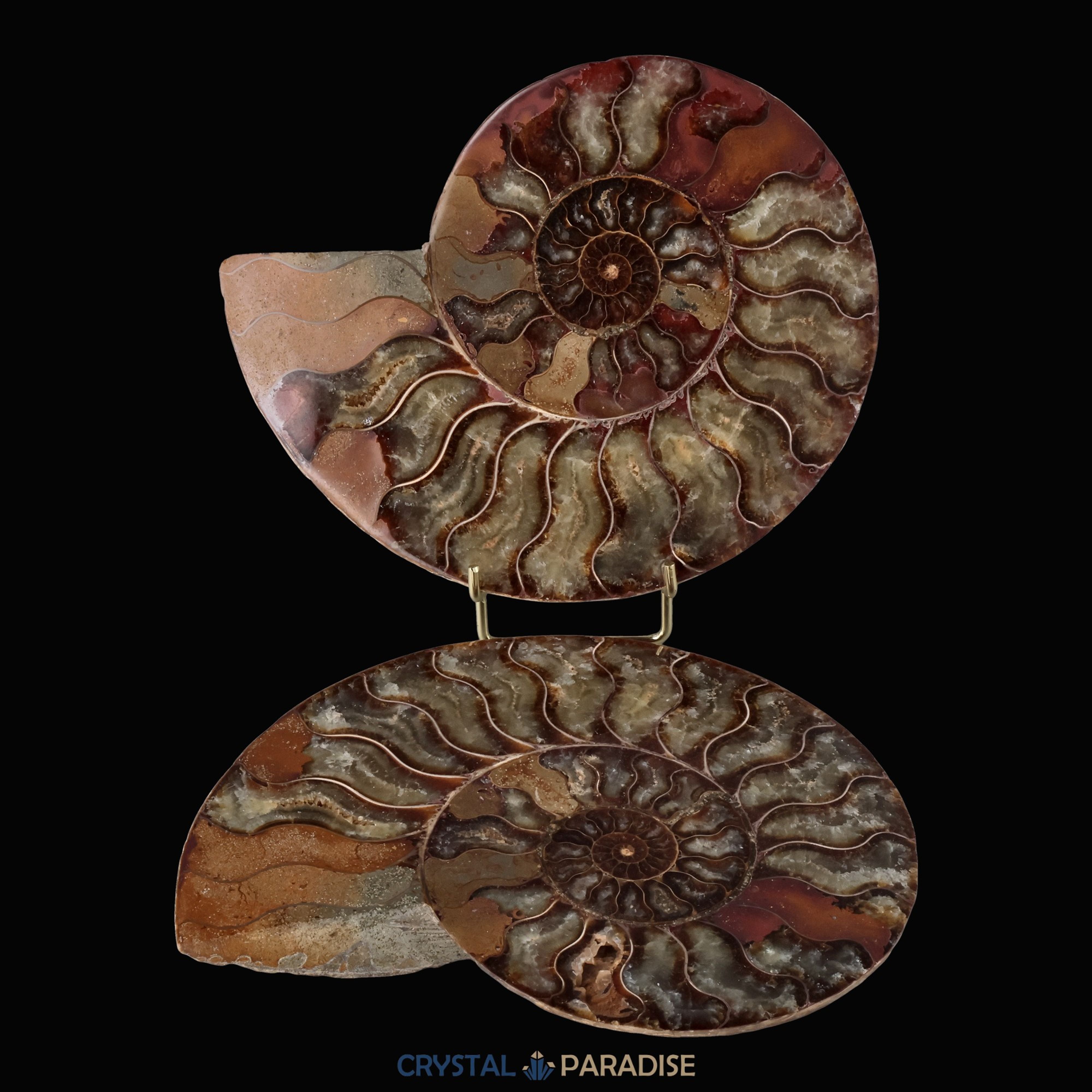 Ammonitenpaar aus Madagaskar (1130g) – Ansicht 4