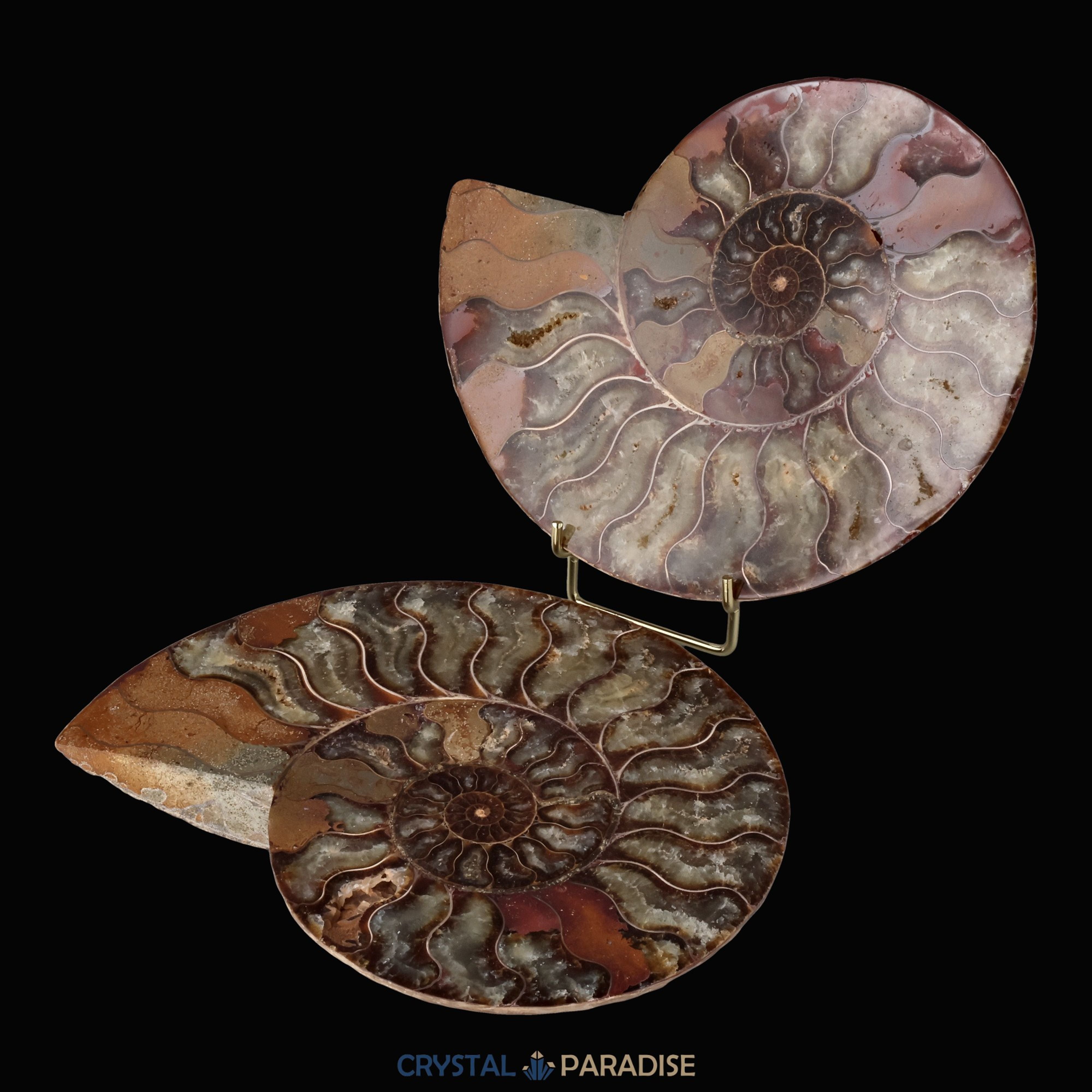 Ammonitenpaar aus Madagaskar (1130g) – Ansicht 5