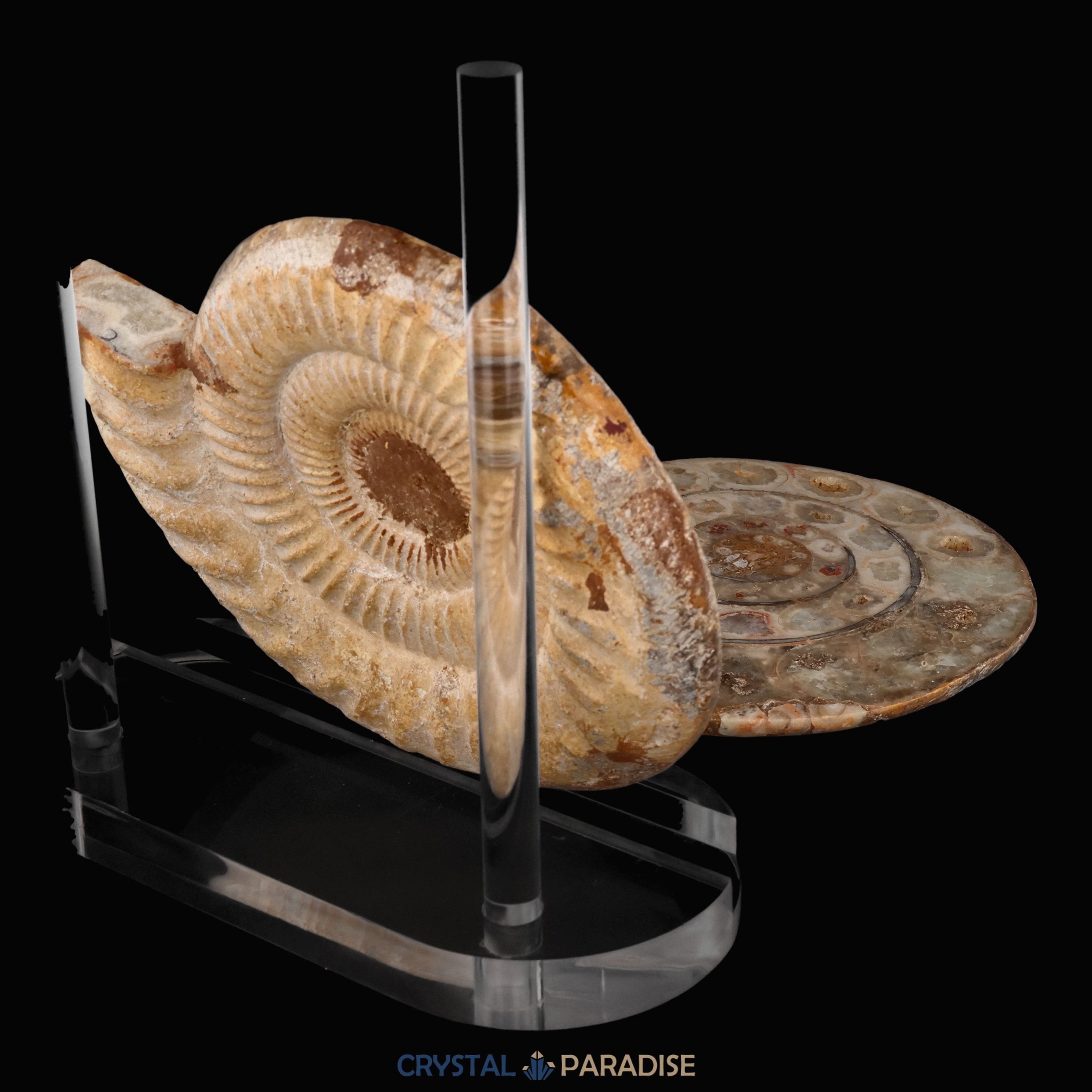 Ammonitenpaar aus Madagaskar (1367g) – Ansicht 9