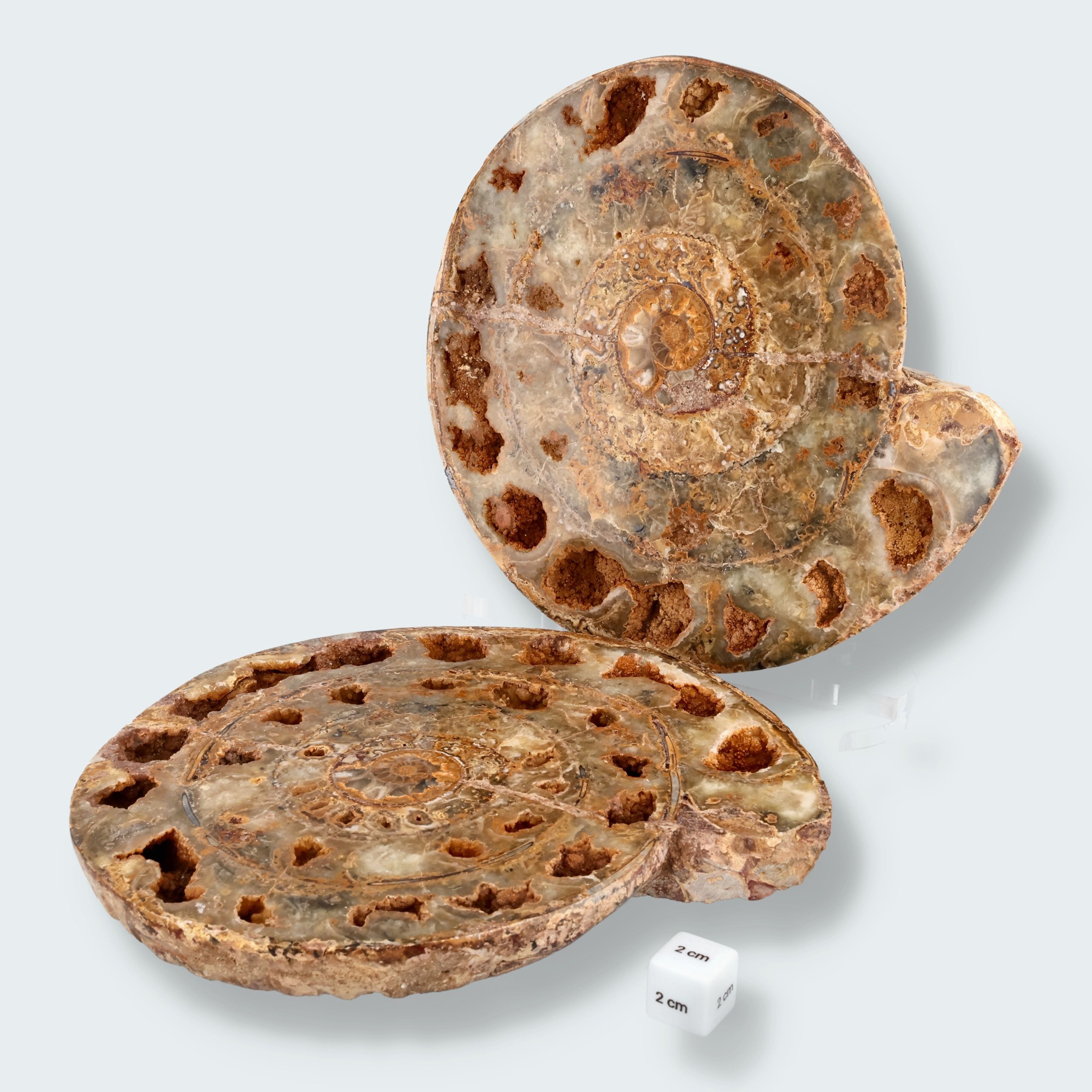 Ammonitenpaar aus Madagaskar (4698g) – Ansicht 2