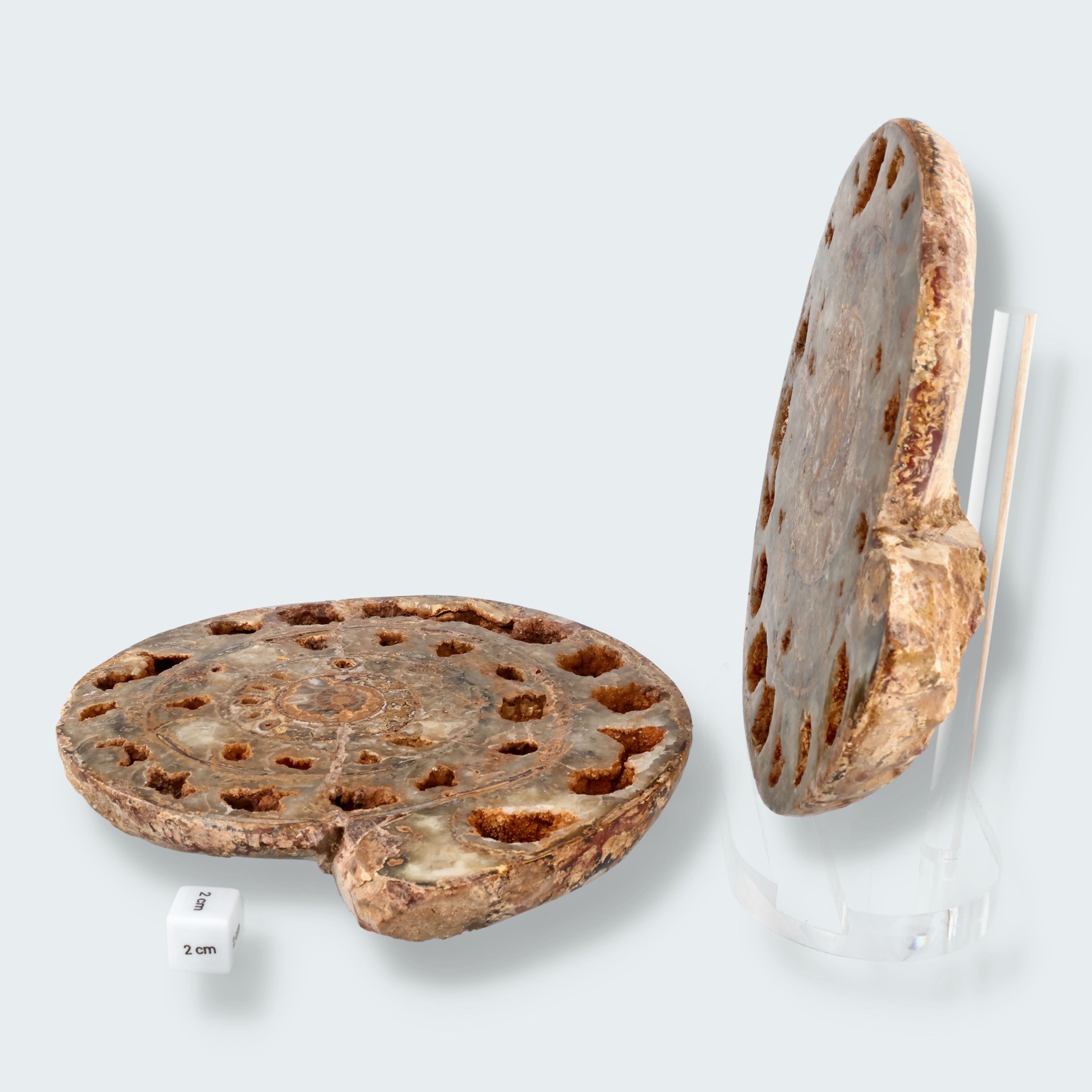 Ammonitenpaar aus Madagaskar (4698g) – Ansicht 3