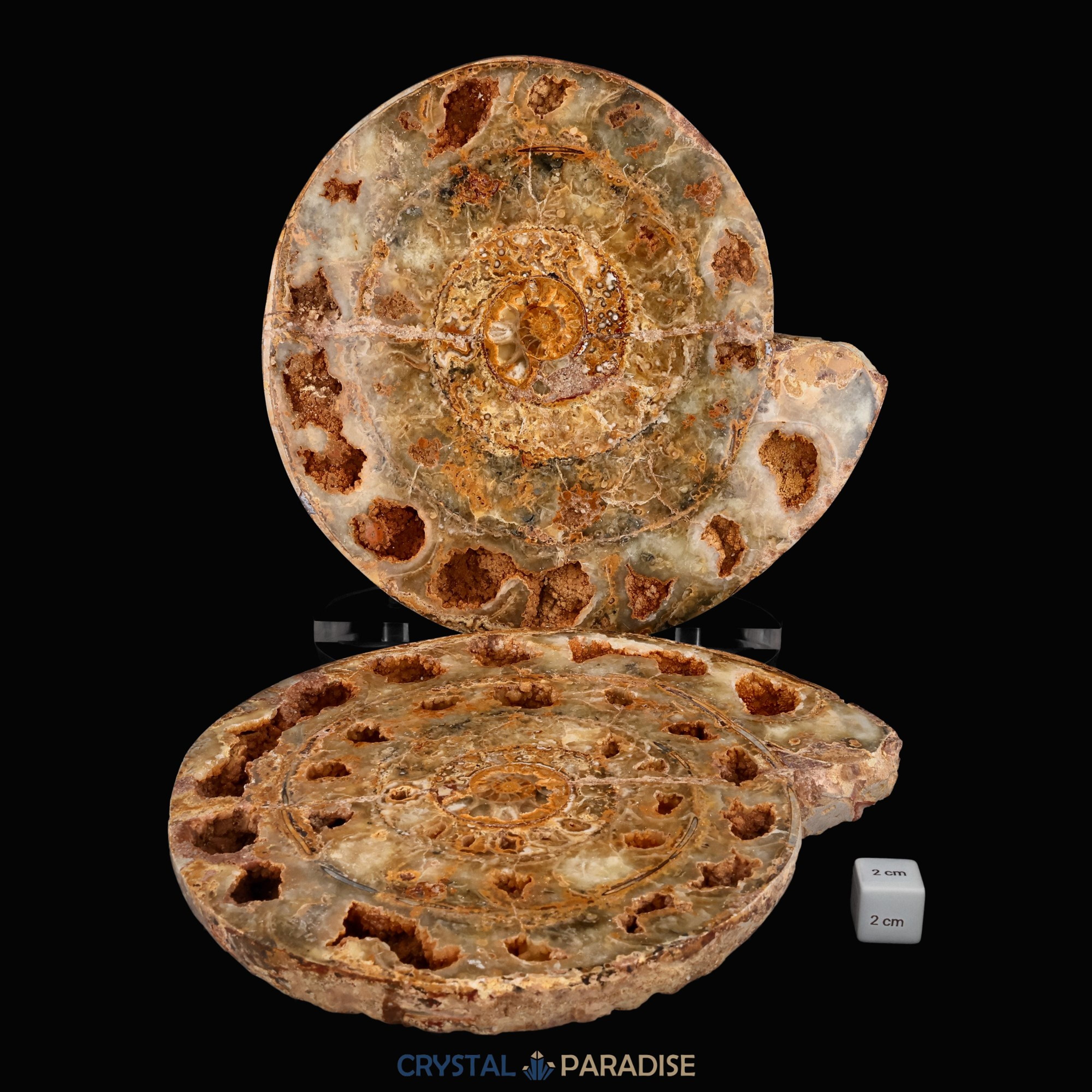 Ammonitenpaar aus Madagaskar (4698g) – Ansicht 4