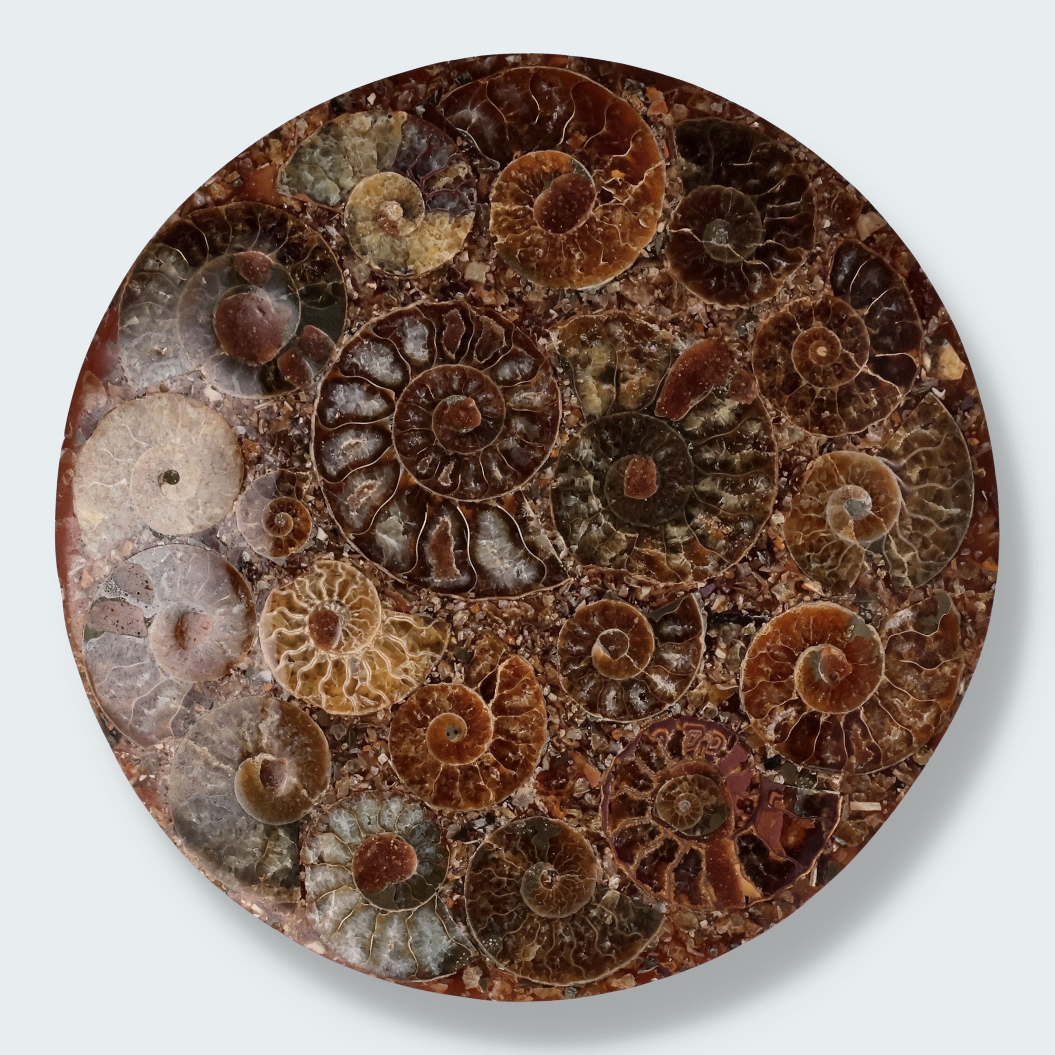 Ammonitenscheibe 12 cm aus Madagaskar – Ansicht 2