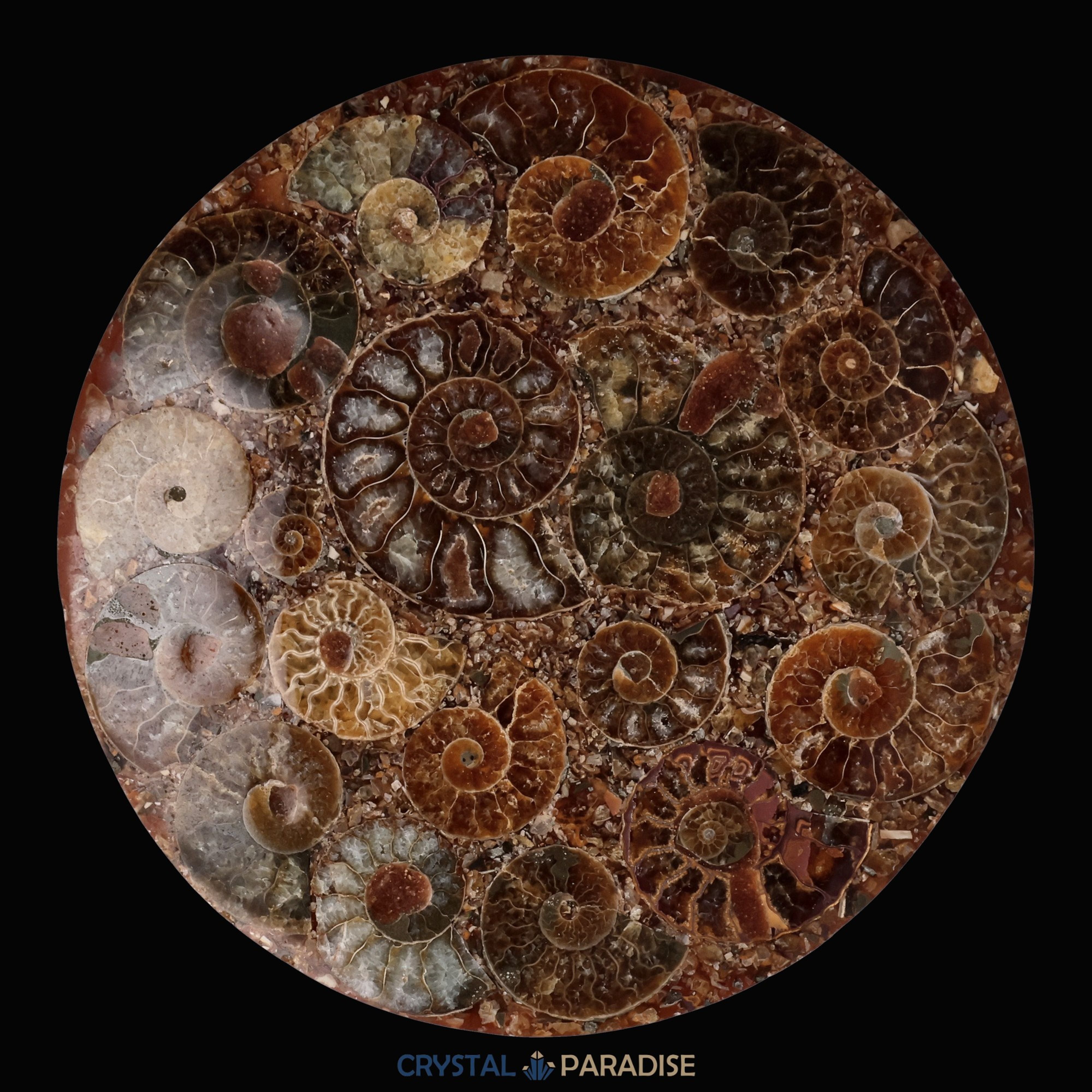 Ammonitenscheibe 12 cm aus Madagaskar – Ansicht 5