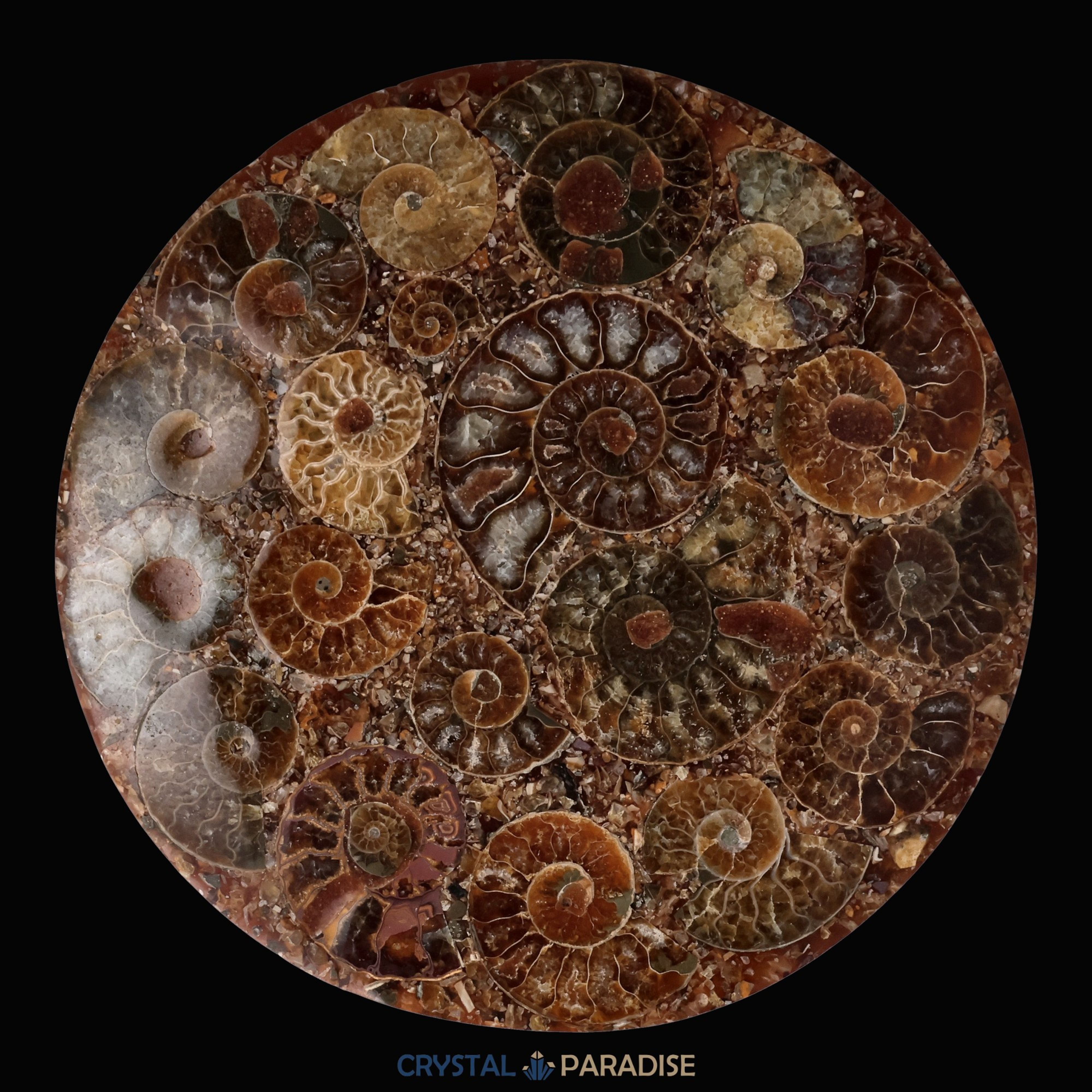 Ammonitenscheibe 12 cm aus Madagaskar – Ansicht 6