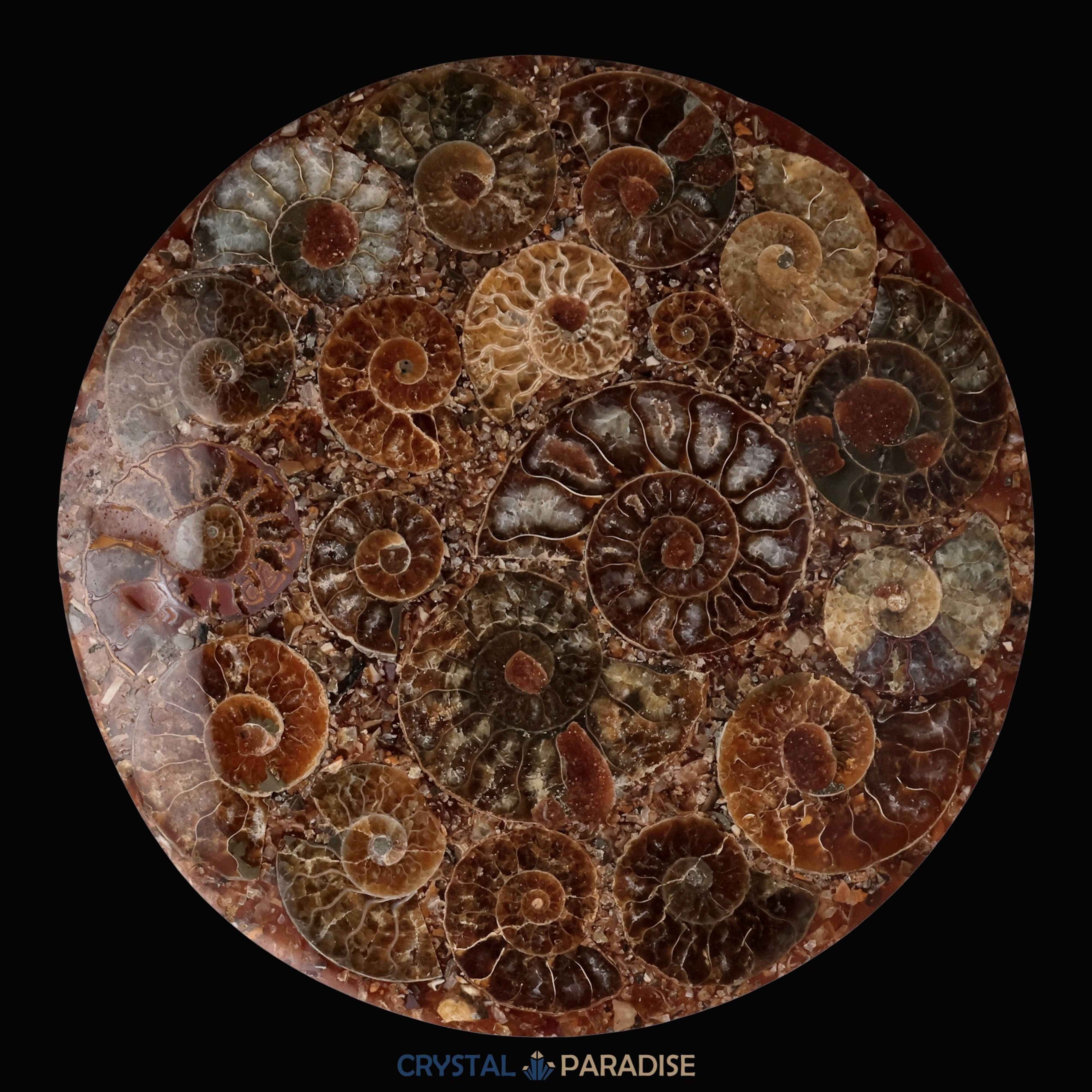 Ammonitenscheibe 12 cm aus Madagaskar – Ansicht 7