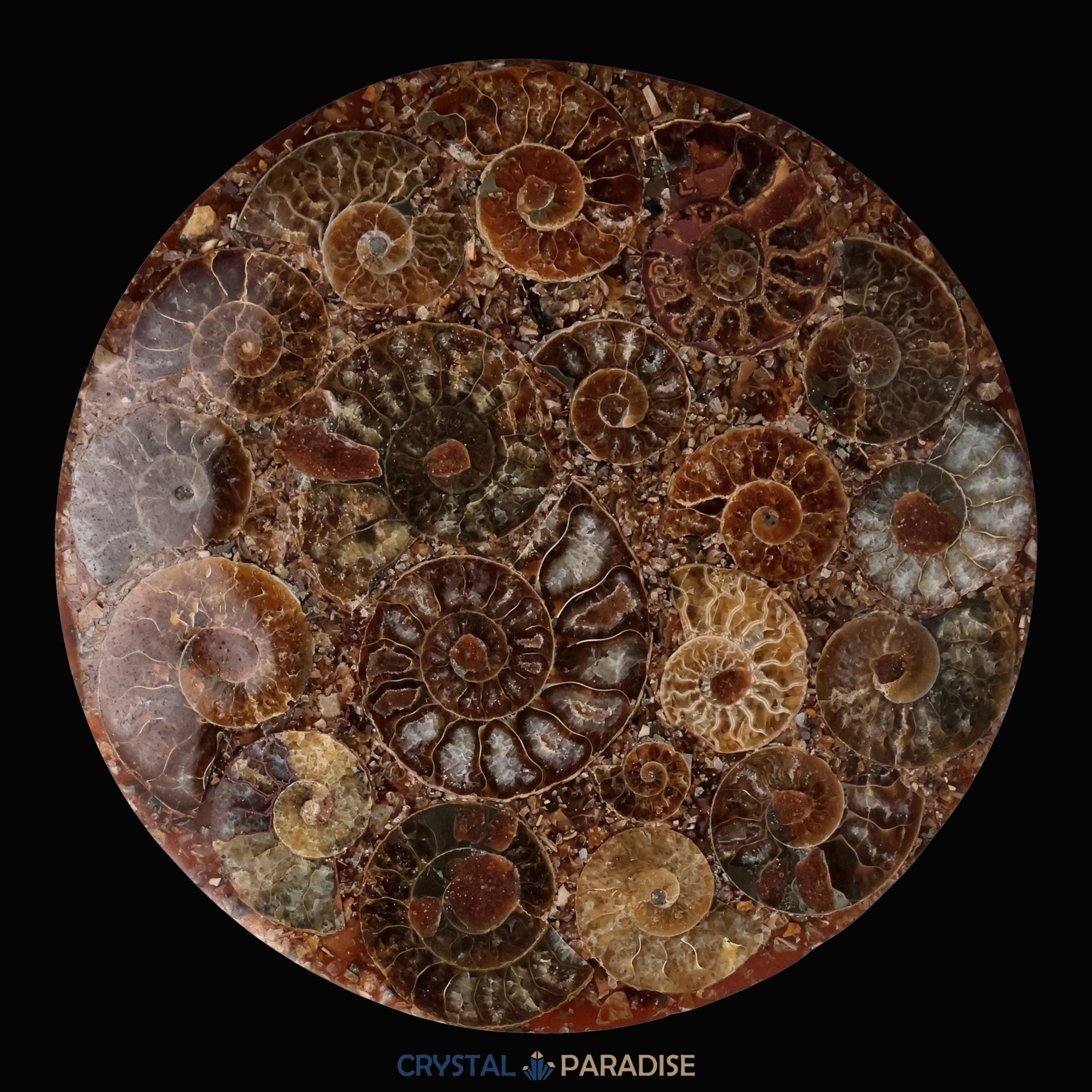 Ammonitenscheibe 12 cm aus Madagaskar – Ansicht 9