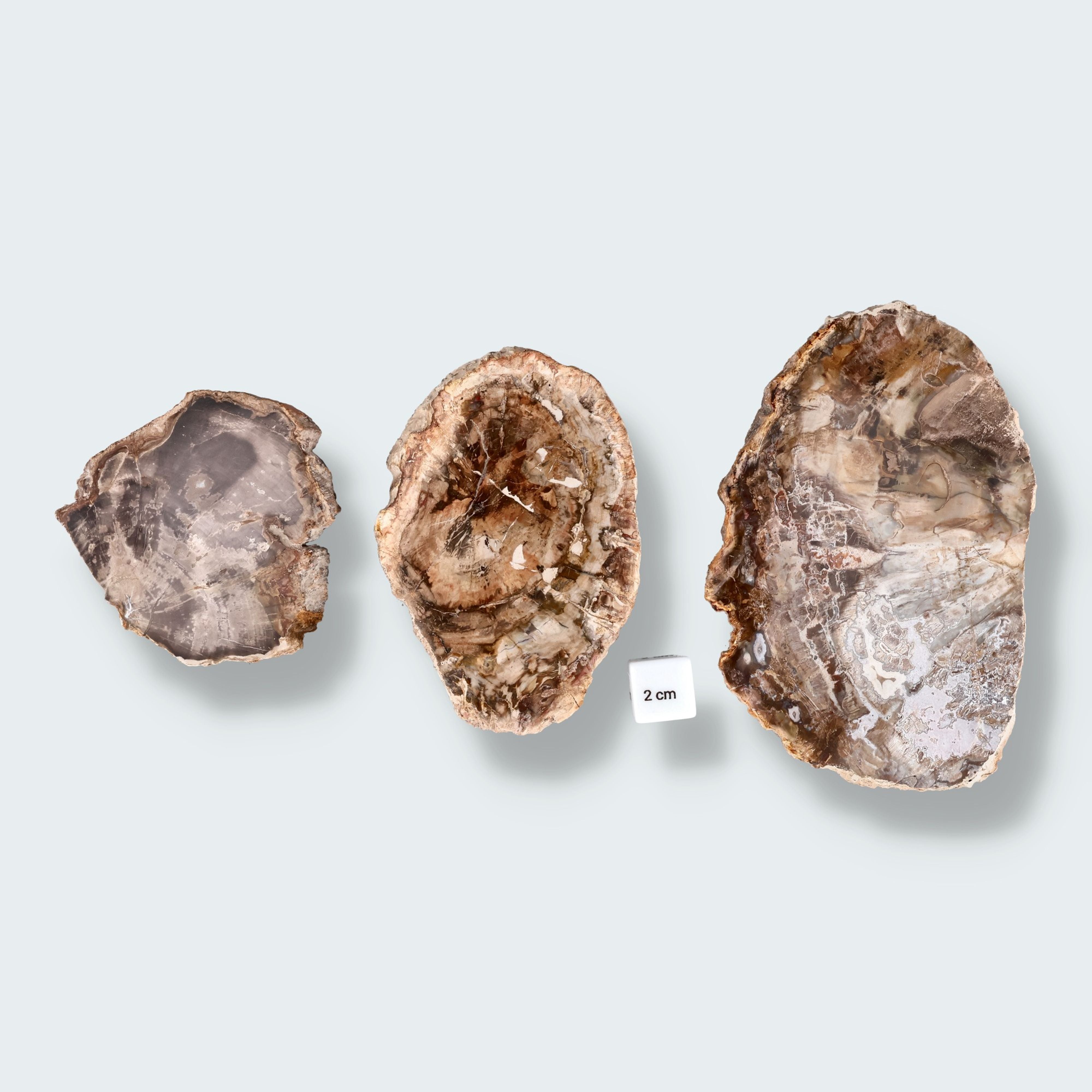 Versteinertes Holz Scheibe aus Madagaskar – Ansicht 2