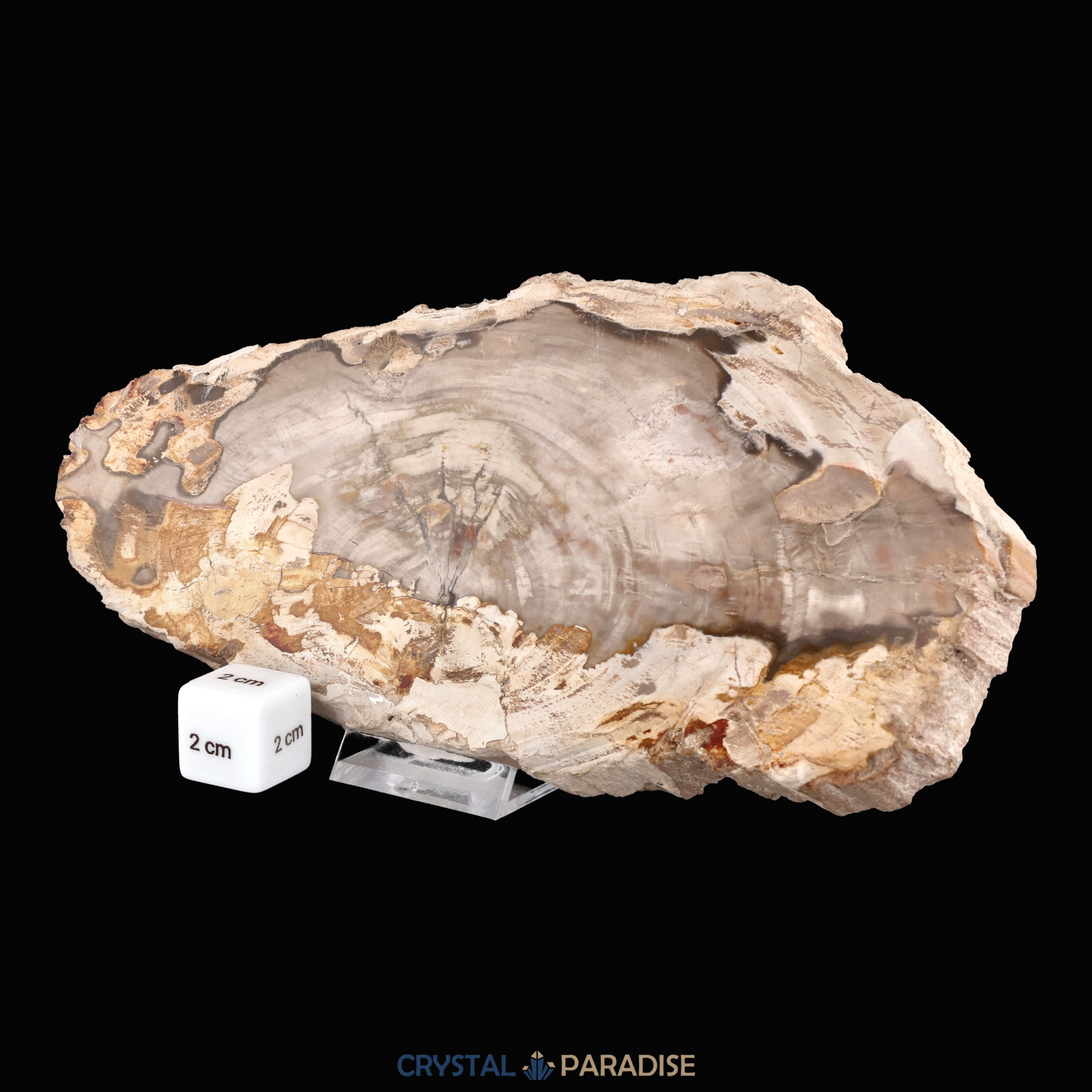 Versteinertes Holz Scheibe aus Madagaskar (793g) – Ansicht 6